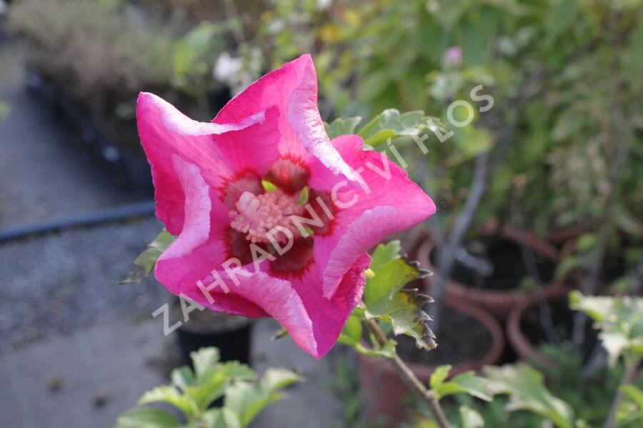 Ibišek syrský 'Pink Giant' - Hibiscus syriacus 'Pink Giant'