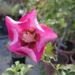 Ibišek syrský 'Pink Giant' - Hibiscus syriacus 'Pink Giant'