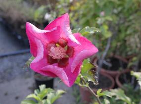 Ibišek syrský 'Pink Giant' - Hibiscus syriacus 'Pink Giant'