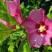 Ibišek syrský 'Pink Giant' - Hibiscus syriacus 'Pink Giant'