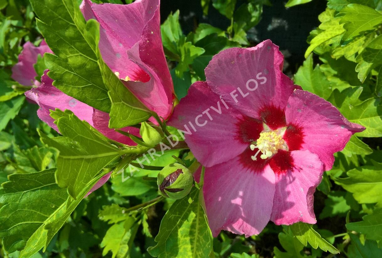 Ibišek syrský 'Pink Giant' - Hibiscus syriacus 'Pink Giant'