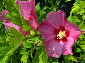 Ibišek syrský 'Pink Giant' - Hibiscus syriacus 'Pink Giant'