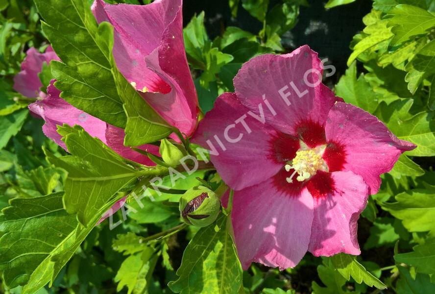 Ibišek syrský 'Pink Giant' - Hibiscus syriacus 'Pink Giant'