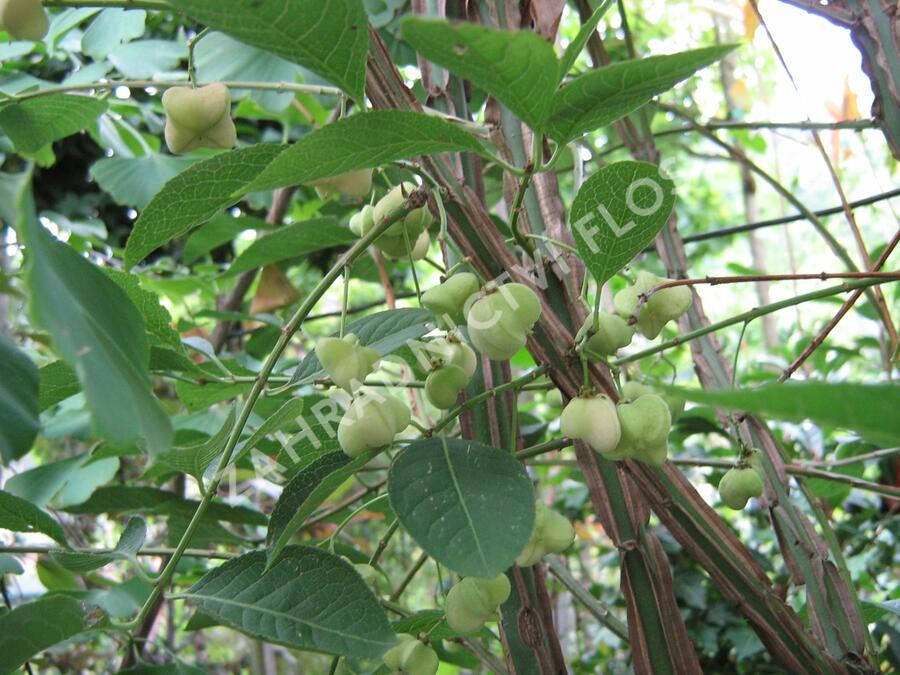 Brslen korkovitý - Euonymus phellomanus