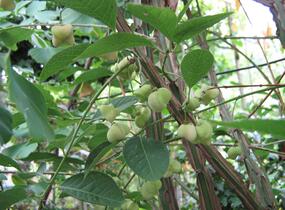 Brslen korkovitý - Euonymus phellomanus