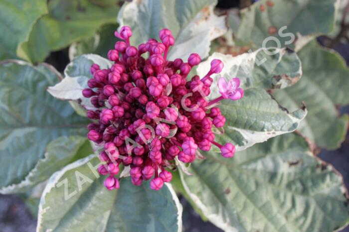 Blahokeř Bungeův 'Pink Diamond' - Clerodendrum bungei 'Pink Diamond'