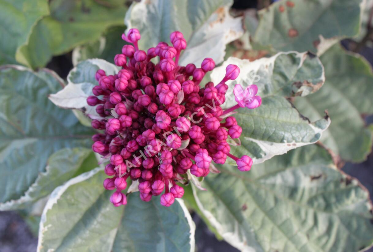 Blahokeř Bungeův 'Pink Diamond' - Clerodendrum bungei 'Pink Diamond'