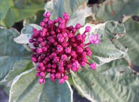 Blahokeř Bungeův 'Pink Diamond' - Clerodendrum bungei 'Pink Diamond'