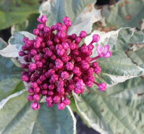 Blahokeř Bungeův 'Pink Diamond' - Clerodendrum bungei 'Pink Diamond'