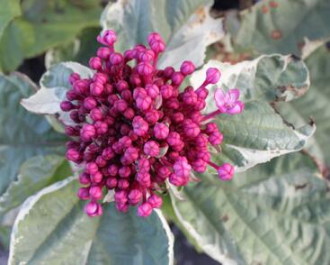 Blahokeř Bungeův 'Pink Diamond'