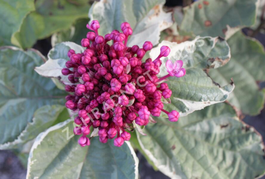 Blahokeř Bungeův 'Pink Diamond' - Clerodendrum bungei 'Pink Diamond'