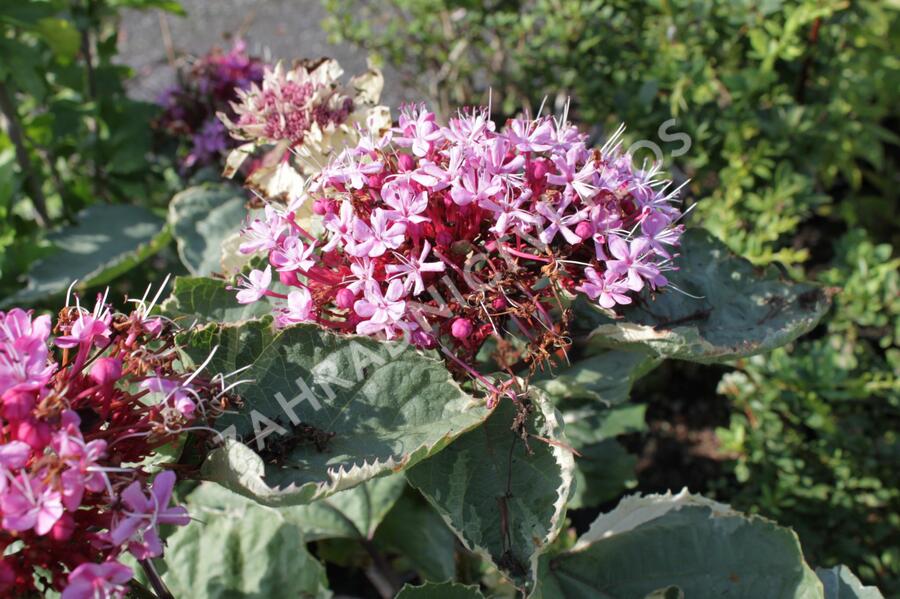 Blahokeř Bungeův 'Pink Diamond' - Clerodendrum bungei 'Pink Diamond'