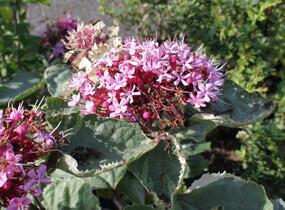 Blahokeř Bungeův 'Pink Diamond' - Clerodendrum bungei 'Pink Diamond'
