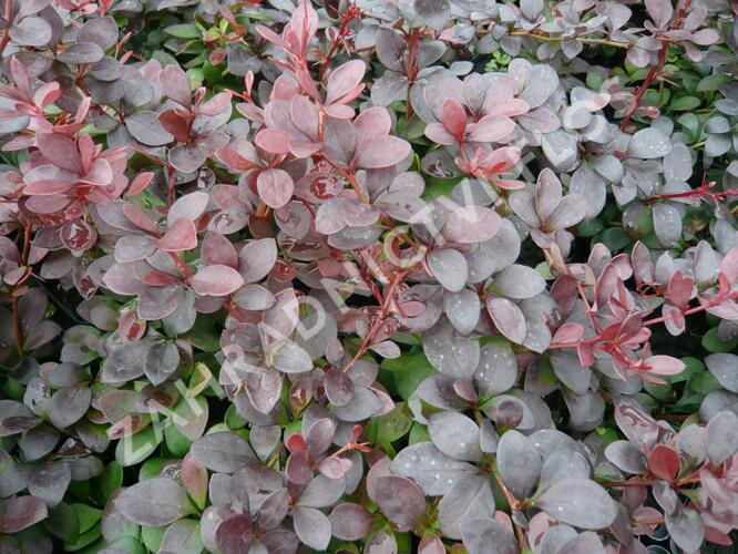 Dřišťál Thunbergův 'Dart's Red Lady' - Berberis thunbergii 'Dart's Red Lady'