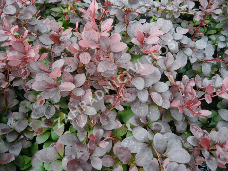 Dřišťál Thunbergův 'Dart's Red Lady' - Berberis thunbergii 'Dart's Red Lady'