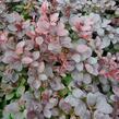 Dřišťál Thunbergův 'Dart's Red Lady' - Berberis thunbergii 'Dart's Red Lady'