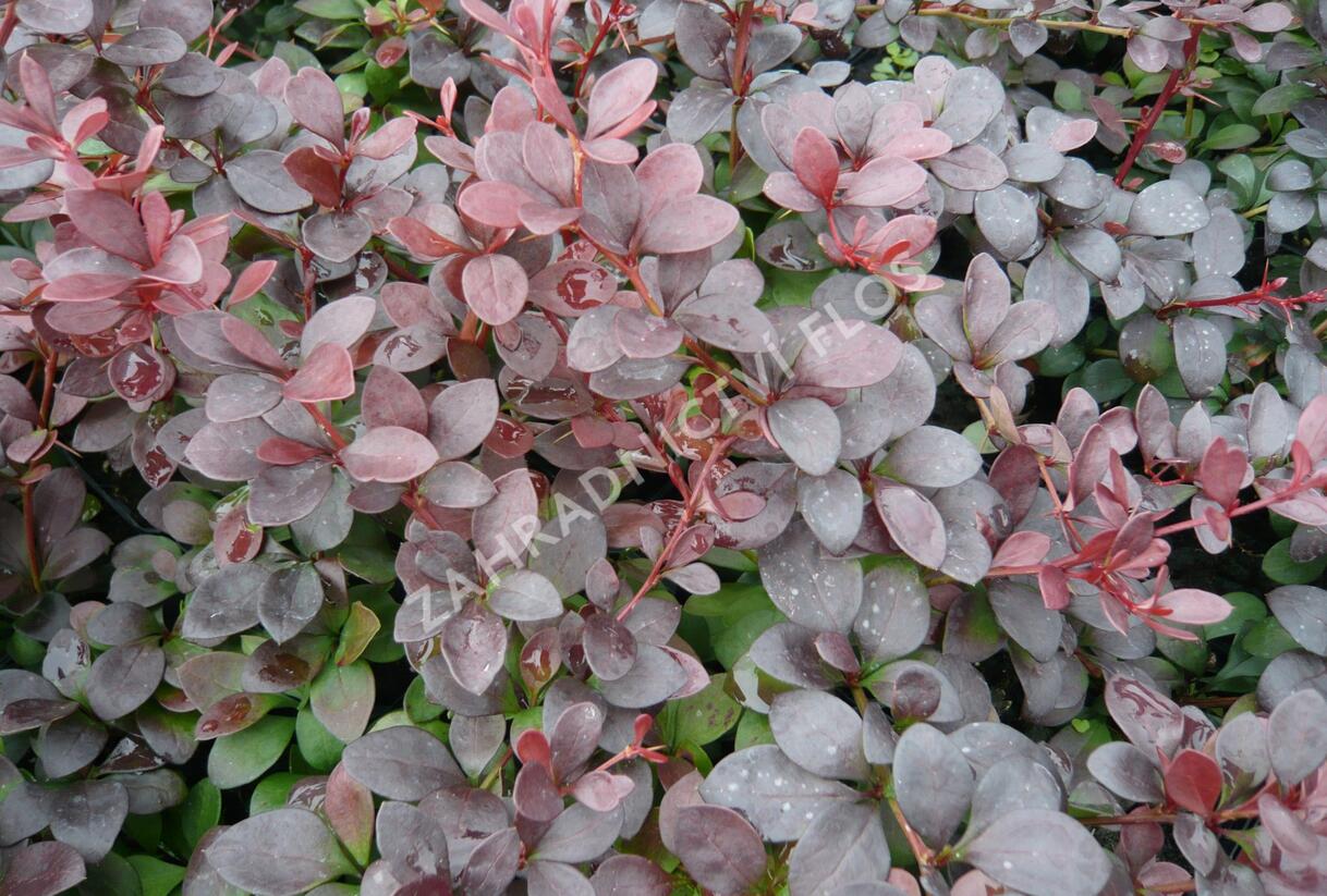 Dřišťál Thunbergův 'Dart's Red Lady' - Berberis thunbergii 'Dart's Red Lady'