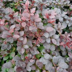 Dřišťál Thunbergův 'Dart's Red Lady' - Berberis thunbergii 'Dart's Red Lady'