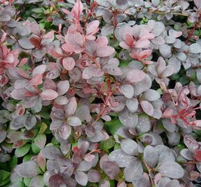 Dřišťál Thunbergův 'Dart's Red Lady' - Berberis thunbergii 'Dart's Red Lady'