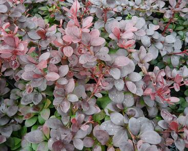 Dřišťál Thunbergův 'Dart's Red Lady'