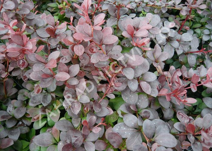 Dřišťál Thunbergův 'Dart's Red Lady' - Berberis thunbergii 'Dart's Red Lady'