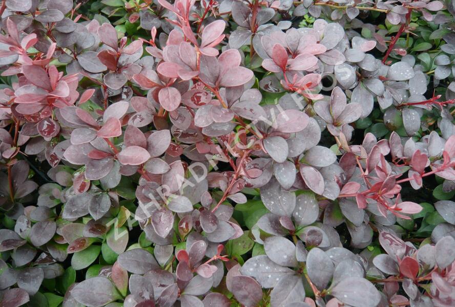 Dřišťál Thunbergův 'Dart's Red Lady' - Berberis thunbergii 'Dart's Red Lady'