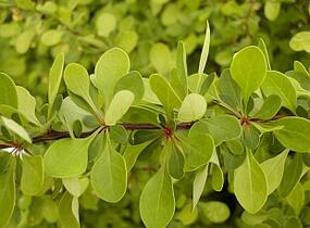 Dřišťál Thunbergův - Berberis thunbergii