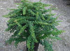 Dřišťál Thunbergův - Berberis thunbergii