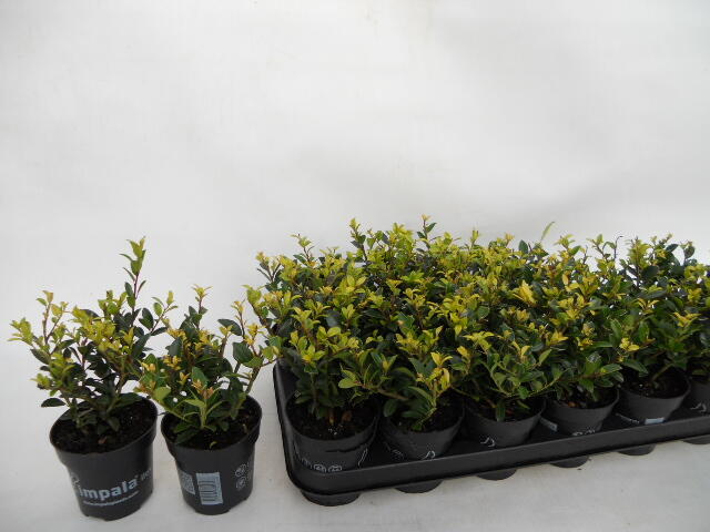 Cesmína Maximowiczova 'Impala' - Ilex maximowicziana var. kanehirae 'Impala'