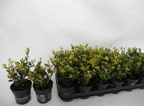 Cesmína Maximowiczova 'Impala' - Ilex maximowicziana var. kanehirae 'Impala'