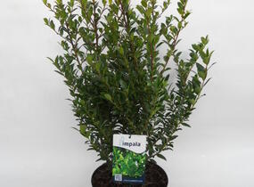 Cesmína Maximowiczova 'Impala' - Ilex maximowicziana var. kanehirae 'Impala'