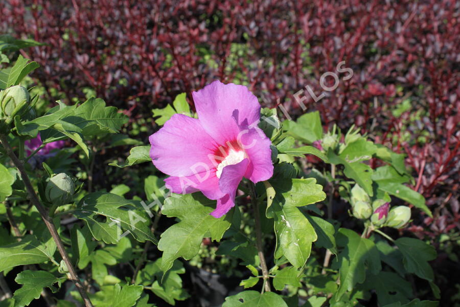 Ibišek syrský 'Woodbridge' - Hibiscus syriacus 'Woodbridge'