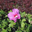 Ibišek syrský 'Woodbridge' - Hibiscus syriacus 'Woodbridge'