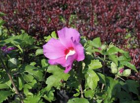 Ibišek syrský 'Woodbridge' - Hibiscus syriacus 'Woodbridge'