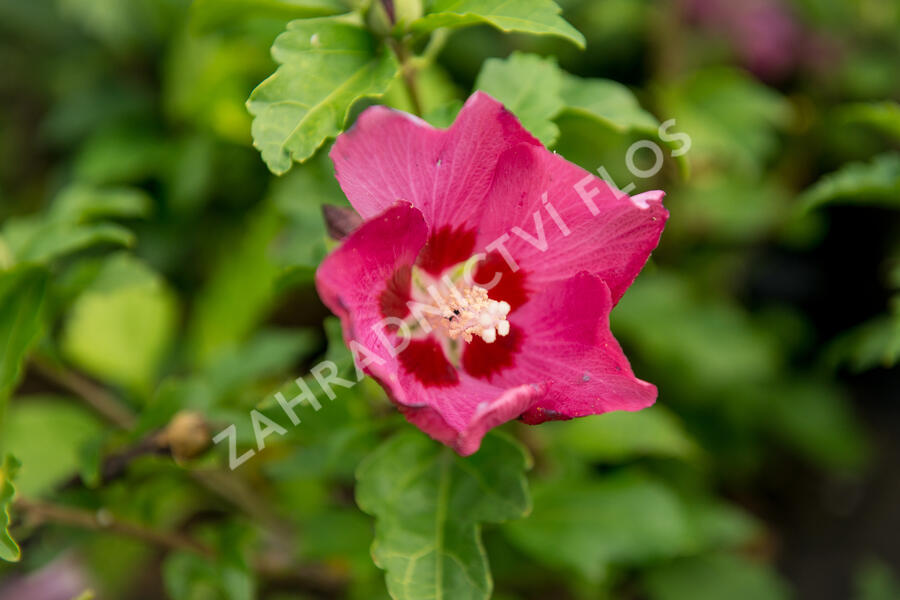 Ibišek syrský 'Woodbridge' - Hibiscus syriacus 'Woodbridge'