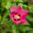 Ibišek syrský 'Woodbridge' - Hibiscus syriacus 'Woodbridge'