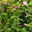 Ibišek syrský 'Woodbridge' - Hibiscus syriacus 'Woodbridge'