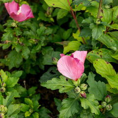 Ibišek syrský 'Woodbridge' - Hibiscus syriacus 'Woodbridge'