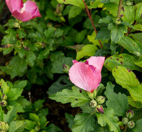 Ibišek syrský 'Woodbridge' - Hibiscus syriacus 'Woodbridge'