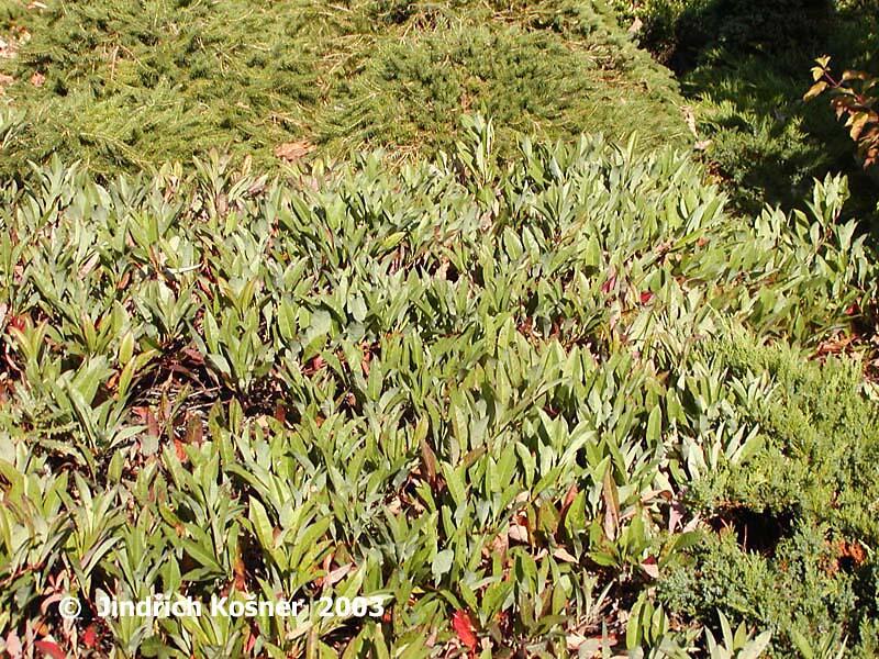 Třešeň písečná - Prunus pumila depressa