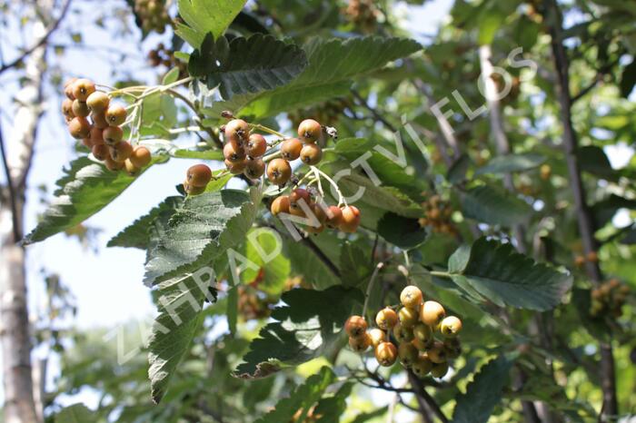 Jeřáb ptačí, jeřabina 'Fastigiata' - Sorbus aucuparia 'Fastigiata'