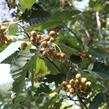 Jeřáb ptačí, jeřabina 'Fastigiata' - Sorbus aucuparia 'Fastigiata'