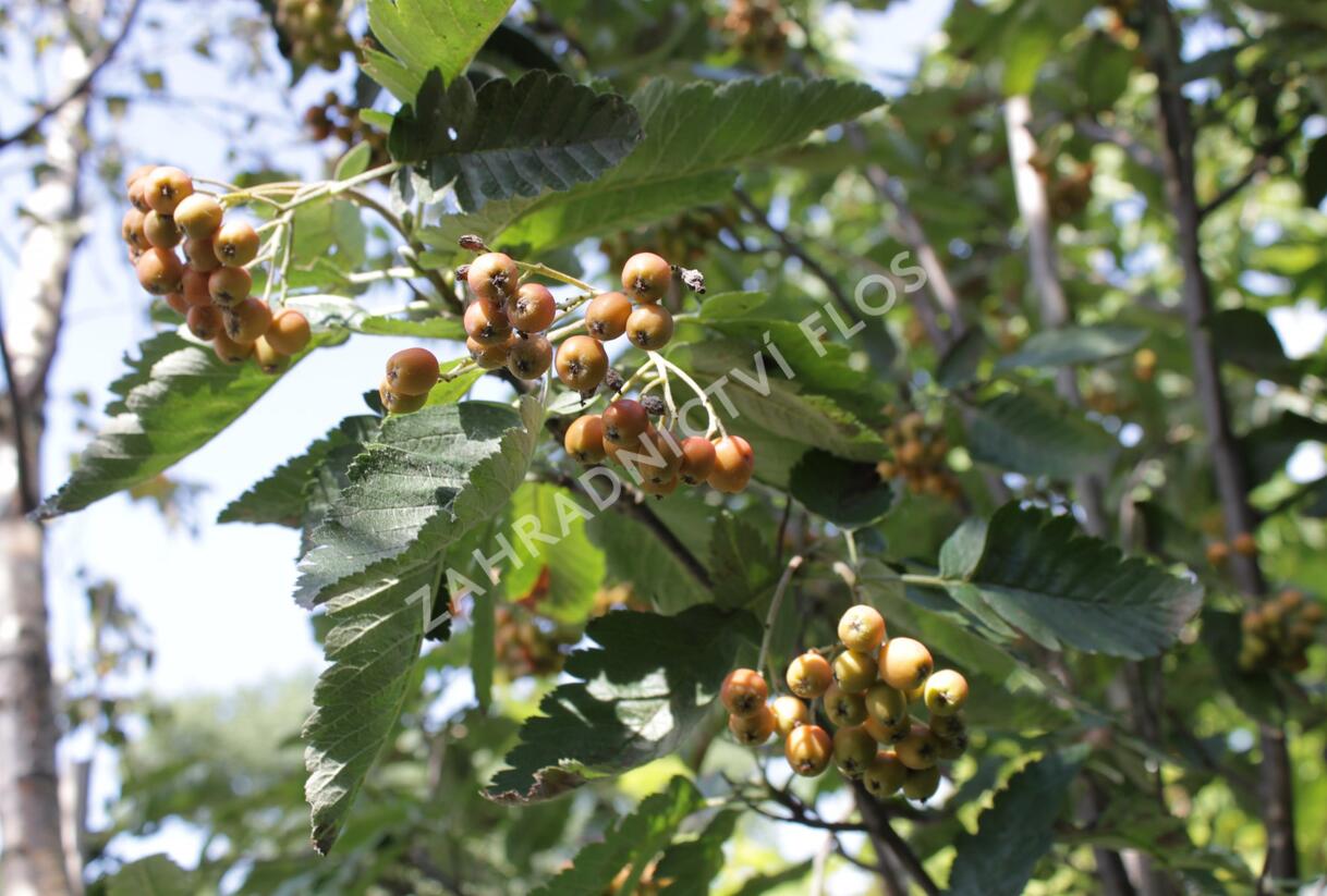 Jeřáb ptačí, jeřabina 'Fastigiata' - Sorbus aucuparia 'Fastigiata'