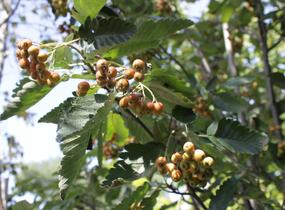 Jeřáb ptačí, jeřabina 'Fastigiata' - Sorbus aucuparia 'Fastigiata'