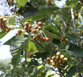 Jeřáb ptačí, jeřabina 'Fastigiata' - Sorbus aucuparia 'Fastigiata'