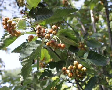 Jeřáb ptačí, jeřabina 'Fastigiata'