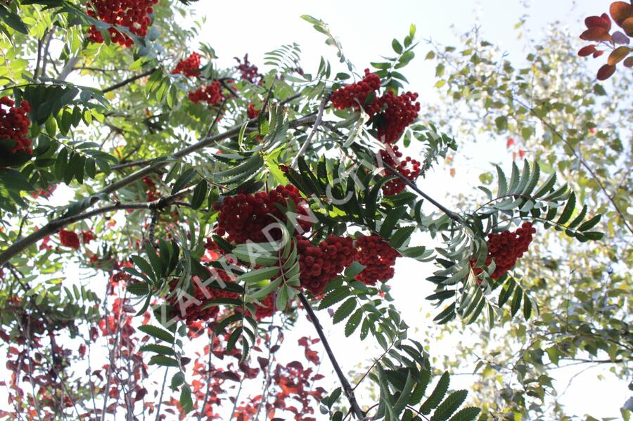 Jeřáb ptačí, jeřabina 'Fastigiata' - Sorbus aucuparia 'Fastigiata'