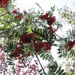 Jeřáb ptačí, jeřabina 'Fastigiata' - Sorbus aucuparia 'Fastigiata'