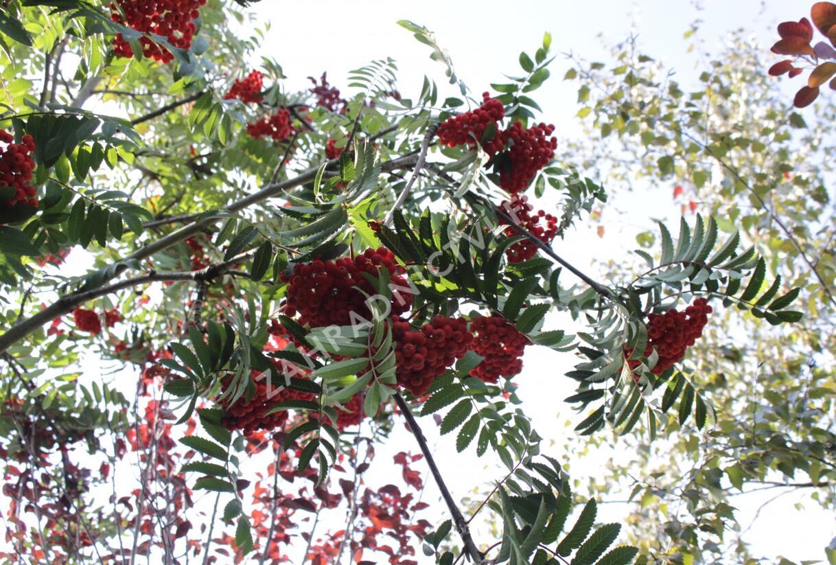 Jeřáb ptačí, jeřabina 'Fastigiata' - Sorbus aucuparia 'Fastigiata'