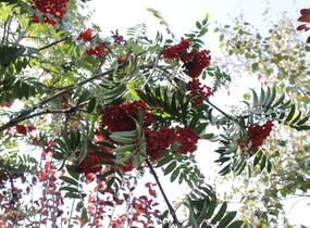 Jeřáb ptačí, jeřabina 'Fastigiata' - Sorbus aucuparia 'Fastigiata'